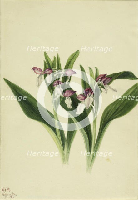 Showy Orchis (Orchis spectabilis), 1926. Creator: Mary Vaux Walcott.