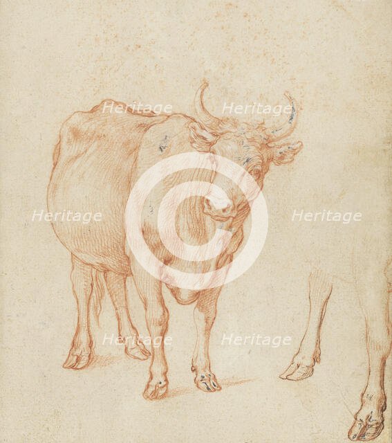 Studies of a cow,  c.1603. Creator: Abraham Bloemaert.