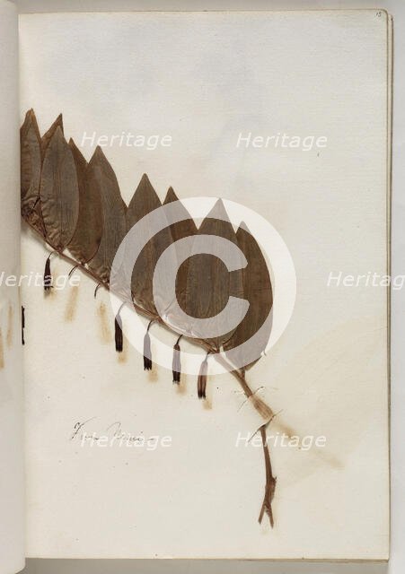 Plant from Nemi, c1832. Creator: Thomas Cole.