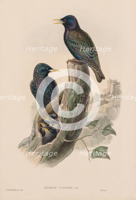 The Birds of Great Britain: Sturnur vulgaris. Creator: John Gould (British, 1804-1881).