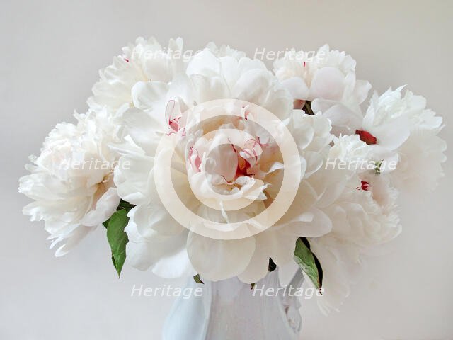 Peonies. Creator: Tom Artin.