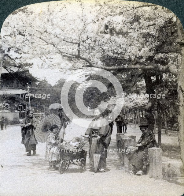 Under the cherry blossoms, looking northeast along the main avenue of Shiba Park, Tokyo, Japan, 1904Artist: Underwood & Underwood