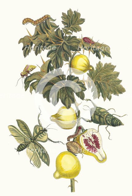 Pomme de Sodome. From the Book Metamorphosis insectorum Surinamensium, 1705. Creator: Merian, Maria Sibylla (1647-1717).