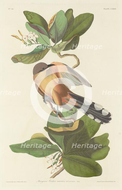 Mangrove Cuckoo, 1833. Creator: Robert Havell.