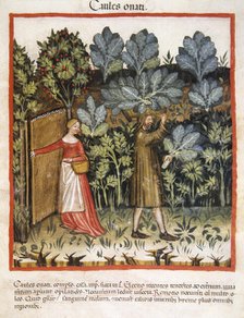 Cabbages, 14th century.  Creator: Unknown.