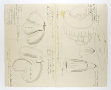 Diceros bicornis bicornis (Rhinoceros), organs, in or after 1778. Creator: Robert Jacob Gordon.