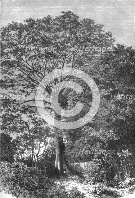 ''Samauma Tree of the Amazonian Forests; Indian-Rubber Groves of the Amazons', 1875. Creator: Unknown.
