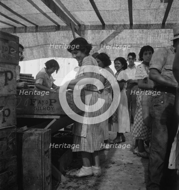 Women packing apricots in large open sheds adjoining the orchards, Brentwood, California, 1938. Creator: Dorothea Lange.