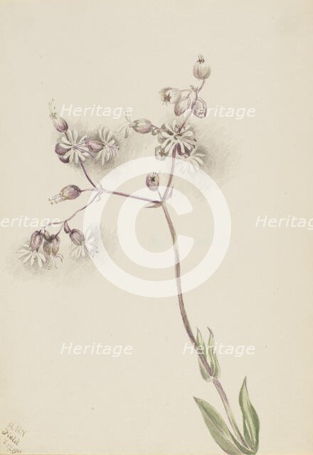 Bladder Campion (Silene latifolia), 1900. Creator: Mary Vaux Walcott.