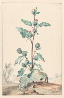 Thistle, 1725-1792. Creator: Aert Schouman.