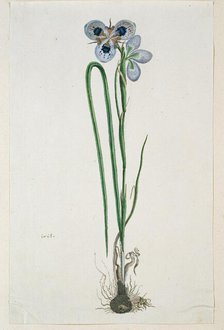 Moraea aristata (D. Delaroche) Aschers & Graebn. (Blue-eyed uintjie), 1777-1786. Creator: Robert Jacob Gordon.
