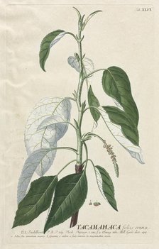 Plantae Selectae: No. 46 - Tacamahaca. Creator: Georg Dionysius Ehret (German, 1708-1770); Christopher Jacob Trew (German).