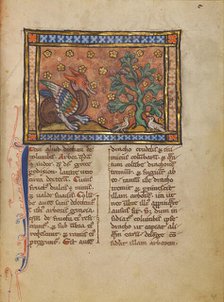 A Peridexion Tree; Bestiary, about 1270. Creator: Unknown.