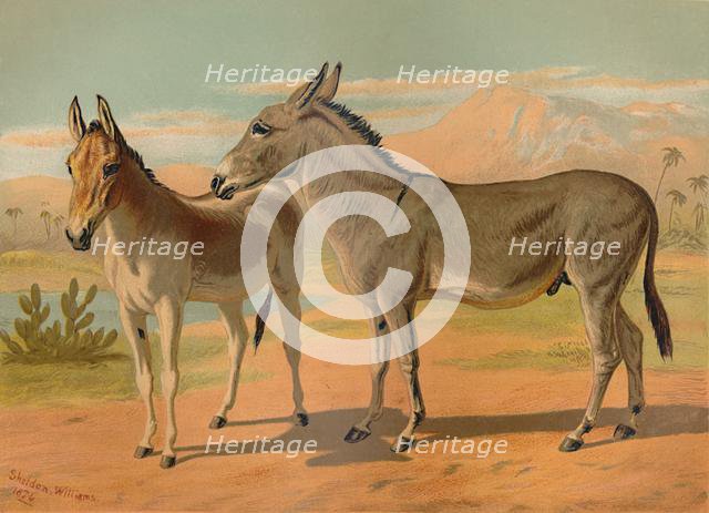 'Abyssinian Wild Male Ass & Female Indian Onager', c1879. Creator: Unknown.