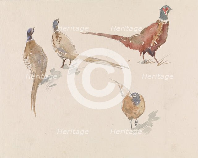 Four pheasants, 1864-1936. Creator: Johannes Cornelis van Essen.