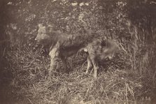 Study of a Dog, late 1870s. Creator: Auguste Giraudon.