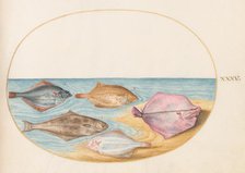 Animalia Aqvatilia et Cochiliata (Aqva): Plate XXXV, c. 1575/1580. Creator: Joris Hoefnagel.
