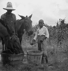 Son and grandson of tenant farmer bring in the mules...noon, Granville County, North Carolina, 1939. Creator: Dorothea Lange.