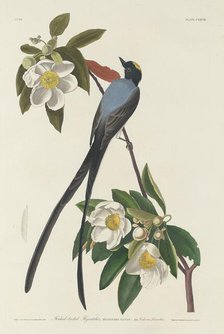 Forked-tail Flycatcher, 1833. Creator: Robert Havell.