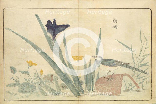 Illustration from "Pictures of Imported Birds", 1790. Creator: Kitao, Masayoshi (1764-1824).