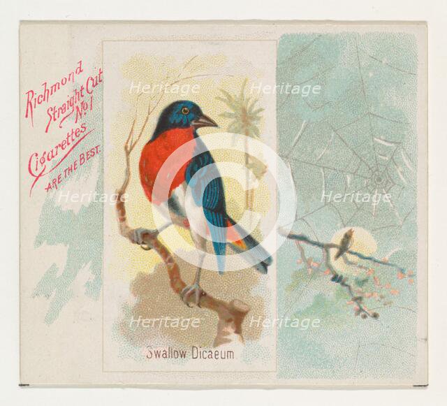 Swallow Dicaeum, from the Song Birds of the World series (N42) for Allen & Ginter Cigarett..., 1890. Creator: Allen & Ginter.