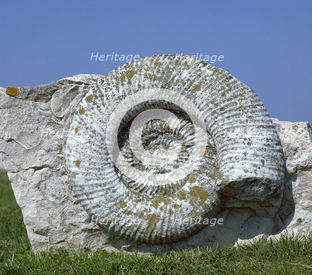 Giant fossil ammonite. Artist: Unknown
