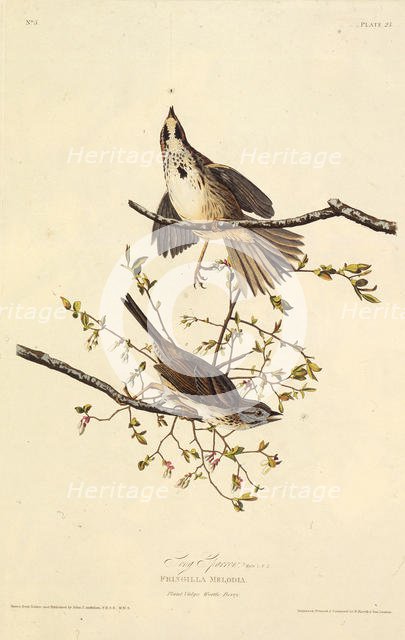 The song sparrow. From "The Birds of America", 1827-1838. Creator: Audubon, John James (1785-1851).