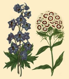 'Larkspur and Sweet William: Delphinium elatum and Dianthus barbatus', 1805, (1946).  Creator: F Sansom.