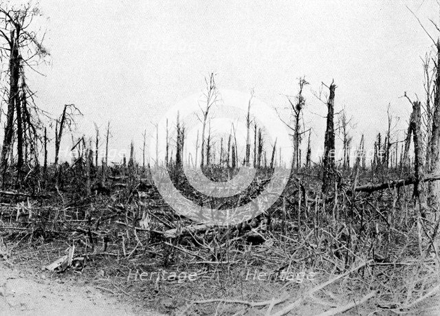 A wood in the Somme area, France, 1916, (c1920). Artist: Unknown