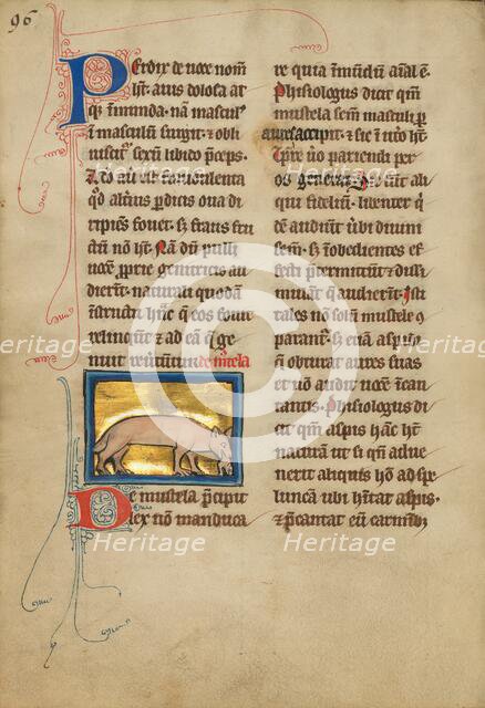 A Weasel; De Natura Avium; De Pastoribus et Ovibus, 1277 or after. Creator: Unknown.