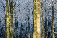 Winter Light in the Forest. Creator: Dorte Verner.