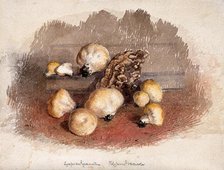 A group of puff balls (Lycoperdon perlatum) and bracket fungi (Polyporus species), c19th century. Creator: Unknown.