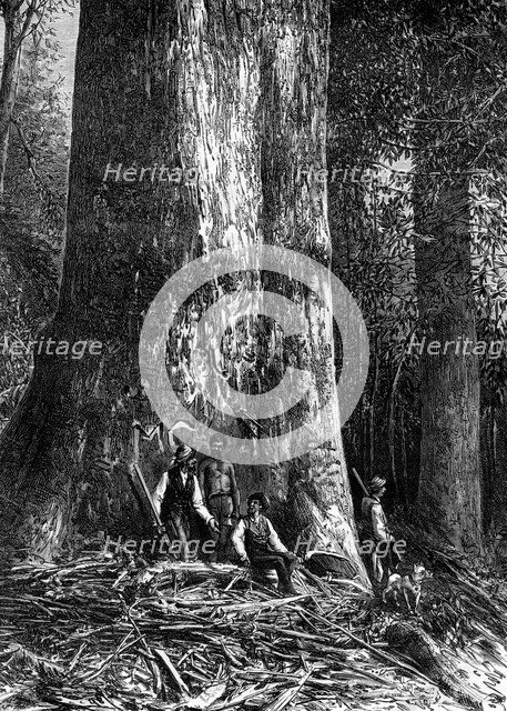 Giant eucalyptus, Australia, 1886. Artist: Taylor