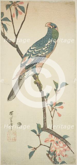 Parrot on a blossoming branch, 1830s. Creator: Ando Hiroshige.
