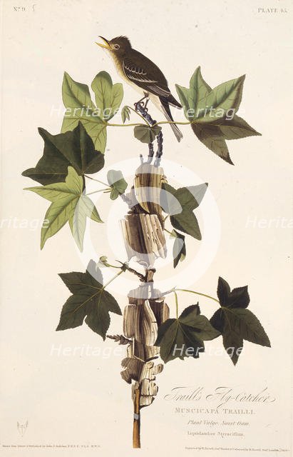 Traill's flycatcher. From "The Birds of America", 1827-1838. Creator: Audubon, John James (1785-1851).