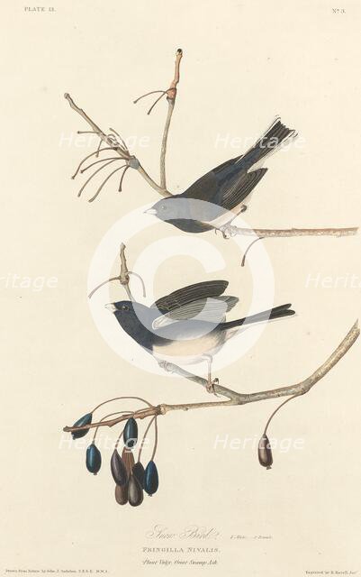 Snow-Bird, 1827. Creator: Robert Havell.