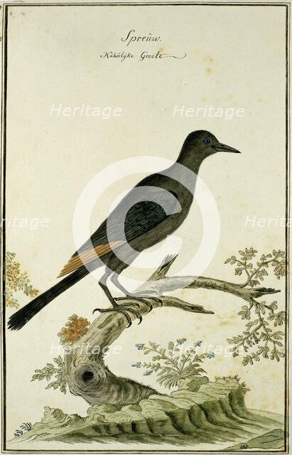 Onychognathus morio (Red-winged starling), 1777-1786. Creator: Robert Jacob Gordon.