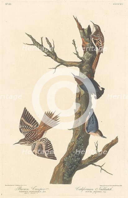 Brown Creeper and Californian Nuthatch, 1838. Creator: Robert Havell.