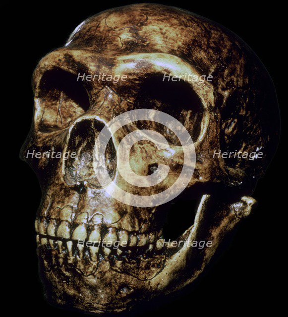 Reconstructed Neanderthal skull. Artist: Unknown