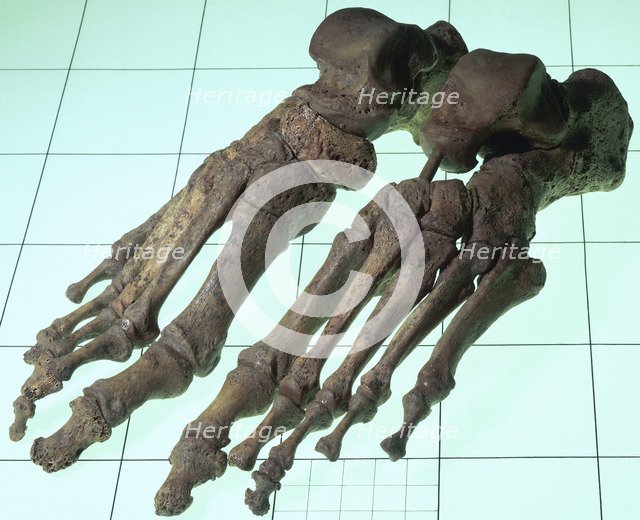 A Late Saxon/Norman woman's skeletal feet, 11th-12th century. Artist: Unknown