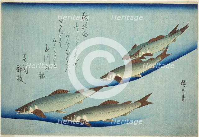 River trout, c. 1832/44. Creator: Ando Hiroshige.