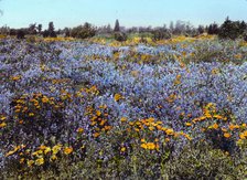 Field of poppies and lupin, California, 1917. Creator: Frances Benjamin Johnston.
