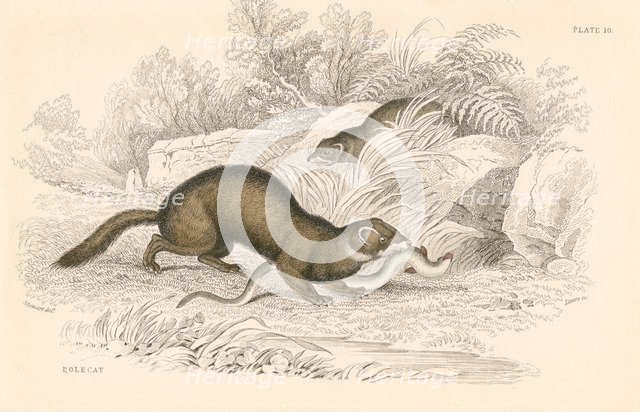 Polecat (Mustela putorius), member of the weasel family, 1828. Artist: Unknown