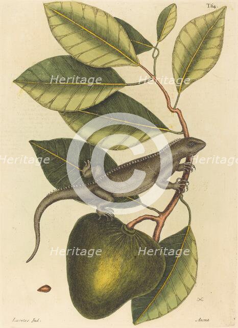 The Guana (Lacerta Iguana), published 1731-1743. Creator: Mark Catesby.