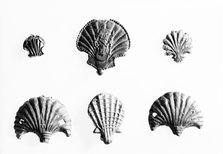 Medieval pilgrim badges in the shape of scallop shells. Artist: Unknown