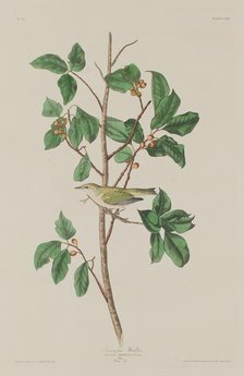 Tennessee Warbler, 1832. Creator: Robert Havell.