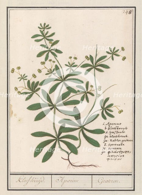 Cleavers (Galium aparine), 1596-1610. Creators: Anselmus de Boodt, Elias Verhulst.