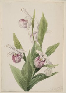 Queen's Slipper (Cypripedium reginae), 1897. Creator: Mary Vaux Walcott.