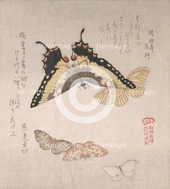 Various moths and butterflies, 19th century. Creator: Kubo Shunman.