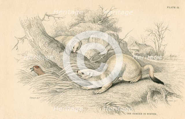 Stoat (Mustela erminea), member of the weasel family, 1828. Artist: Unknown
